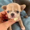 Bonnie female Teacup Chihuahua puppy smiling with breeder