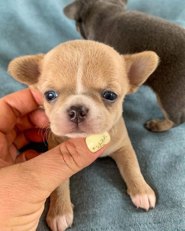Bonnie female Teacup Chihuahua puppy smiling with breeder