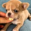 12-week-old Bonnie Teacup Short Coat Chihuahua puppy portrait