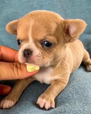 12-week-old Bonnie Teacup Short Coat Chihuahua puppy portrait