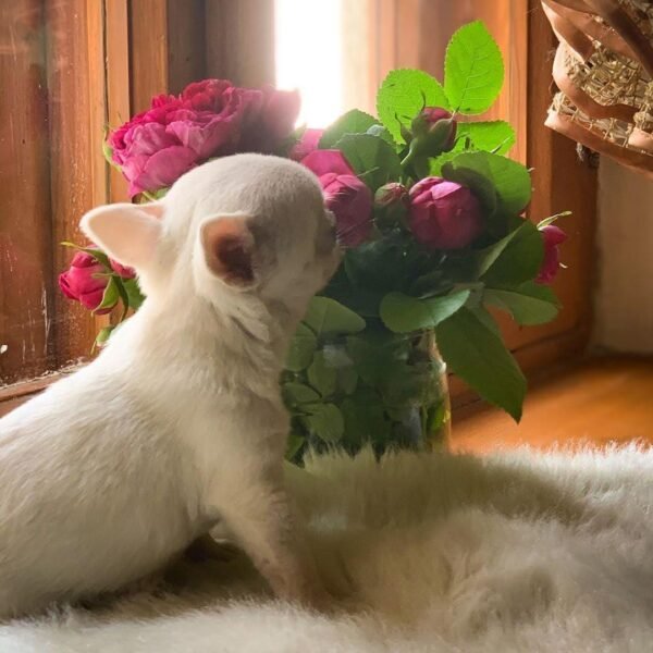 Mini-Bootsie Chihuahua white male puppy sitting beside window natural light