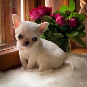 Mini-Bootsie white teacup Chihuahua puppy relaxing beside window indoors