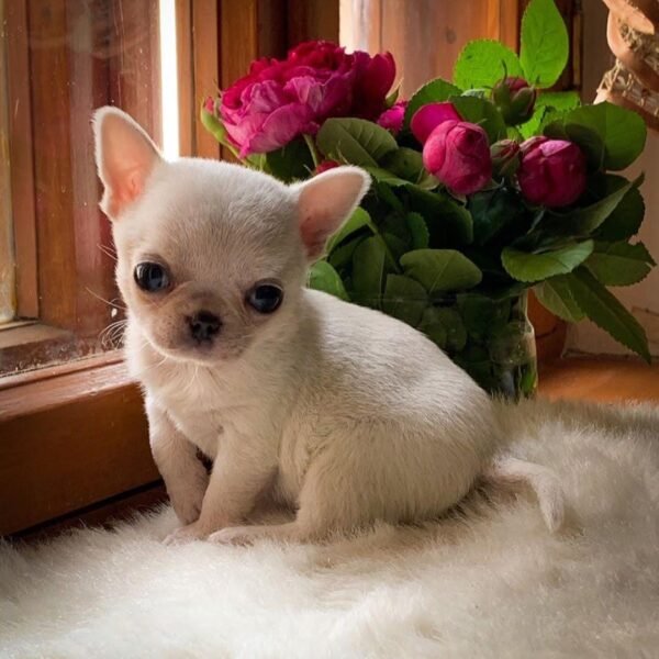Mini-Bootsie white teacup Chihuahua puppy relaxing beside window indoors