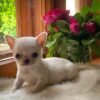 Mini-Bootsie Chihuahua white male teacup Chihuahua puppy sitting beside a window at 12 weeks old