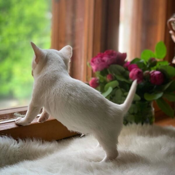White Mini-Bootsie Chihuahua teacup puppy looking through window at 12 weeks old