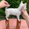 Mini-Bootsie Chihuahua white male teacup Chihuahua puppy standing on barn outdoors