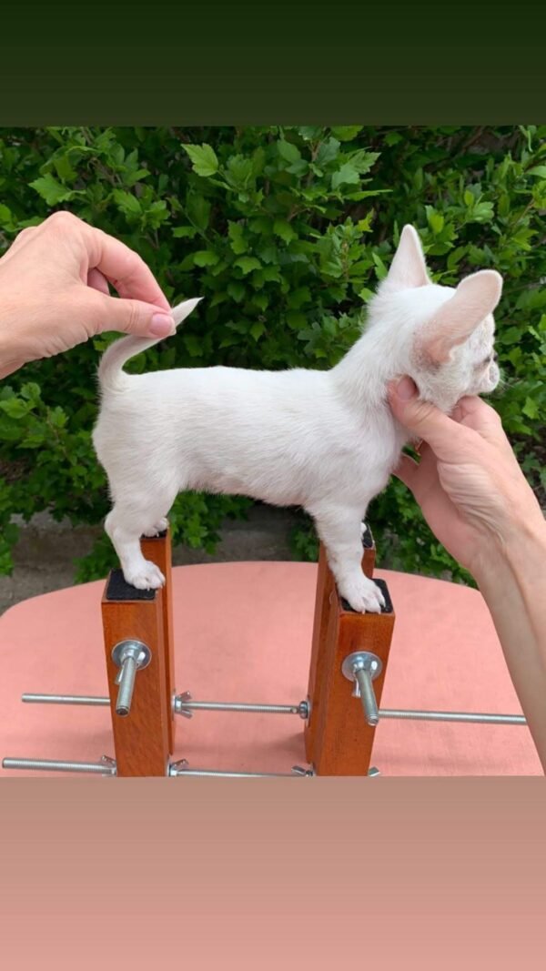 Mini-Bootsie Chihuahua white male teacup Chihuahua puppy standing on barn outdoors