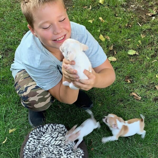 Brandon playing with Maya, Merribeth, Penny and Chico Chihuahua puppies on a lush green lawn during a joyful outdoor photoshoot
