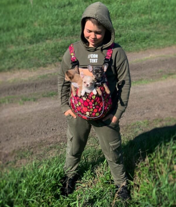 Brandon carrying Clyde and his Chihuahua siblings together in a small bag at Chihuahua Hub