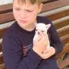 Brandon carrying Mini-Bootsie white teacup Chihuahua puppy outside