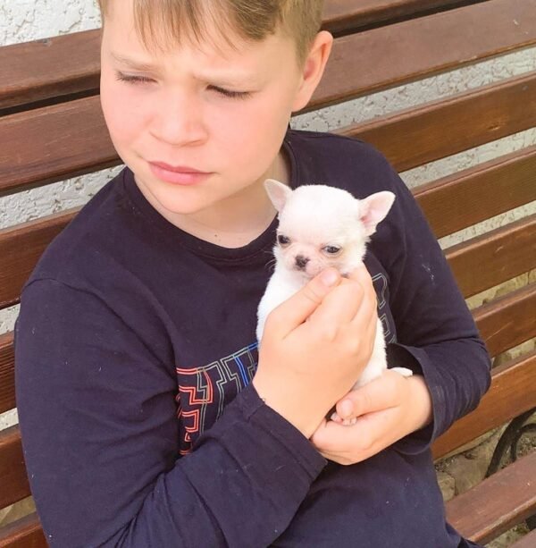 Brandon carrying Mini-Bootsie white teacup Chihuahua puppy outside