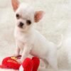 Chico Short Hair Chihuahua standing with a red plush toy on a white blanket