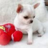 Playful Short Hair Chihuahua Chico with a red plush toy