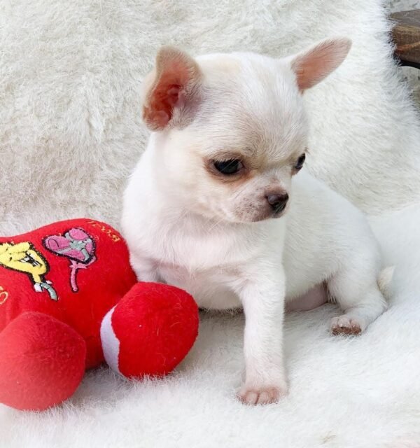 Playful Short Hair Chihuahua Chico with a red plush toy