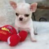 Chico standing on a white blanket holding a red plush toy