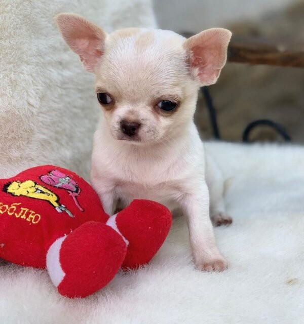 Chico standing on a white blanket holding a red plush toy