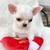 Healthy Chihuahua puppy Chico with a red stuffed toy