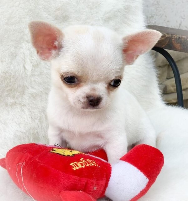 Healthy Chihuahua puppy Chico with a red stuffed toy
