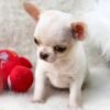 Short Hair Chihuahua Chico standing proudly with a plush toy