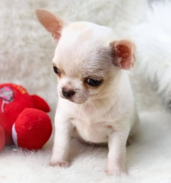 Short Hair Chihuahua Chico standing proudly with a plush toy
