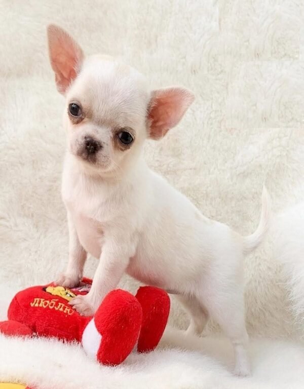 Chico Short Hair Chihuahua standing with a red plush toy on a white blanket
