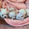 Chico and his Chihuahua siblings resting together on a soft blanket