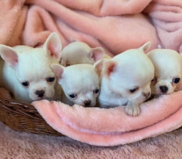 Chico and his Chihuahua siblings resting together on a soft blanket