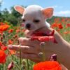 Breeder cuddling Chico Chihuahua puppy in a flower garden