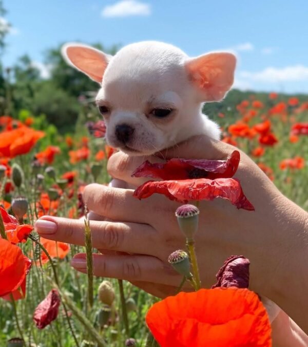 Breeder cuddling Chico Chihuahua puppy in a flower garden