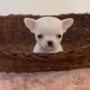 Chico male short hair Chihuahua puppy resting inside a cozy basket at 6 weeks old