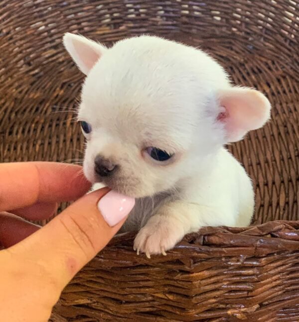 Chico teacup male Chihuahua puppy sitting in a basket at 6 weeks old