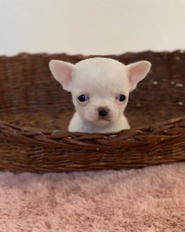 Chico male short hair Chihuahua puppy resting inside a cozy basket at 6 weeks old