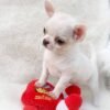 Male Chihuahua Chico with a red plush toy on a white blanket