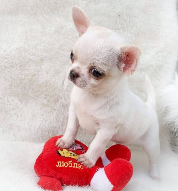 Male Chihuahua Chico with a red plush toy on a white blanket