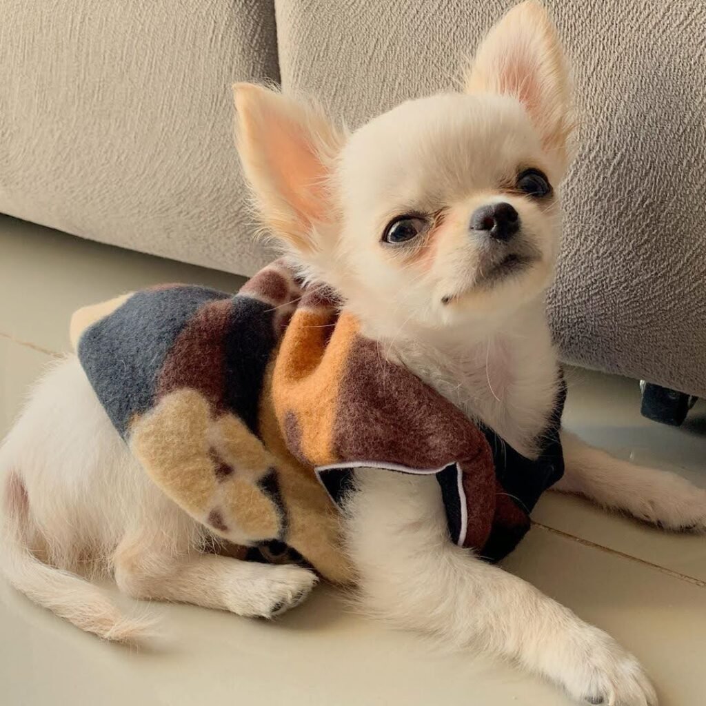 Long hair Chihuahua with fluffy coat