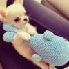 Chloe Long Hair Chihuahua lying on her back with a toy in her mouth