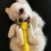 Standard Long Hair Chihuahua Chloe playing on her back with a toy