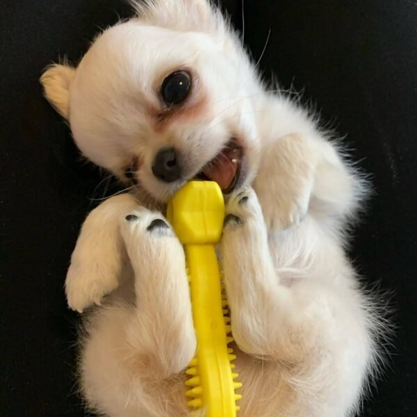 Standard Long Hair Chihuahua Chloe playing on her back with a toy