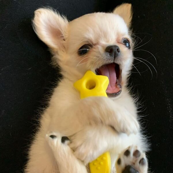 Chloe Standard Long Hair Chihuahua lying beside her favorite toy