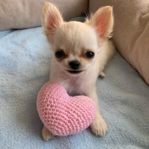 Chloe Chihuahua Puppy sitting with a pink heart toy showing her beautiful cream long coat