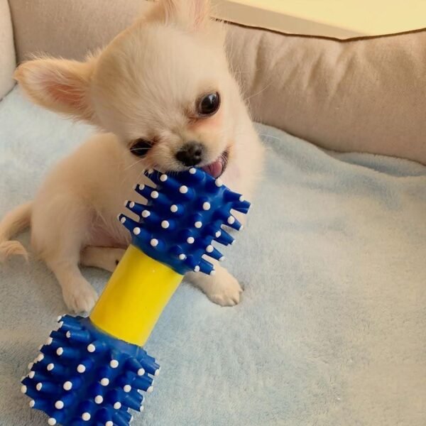 Chloe Long Hair Chihuahua standing while playing with a toy
