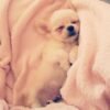Fluffy Long Hair Chihuahua puppy Chloe sleeping soundly