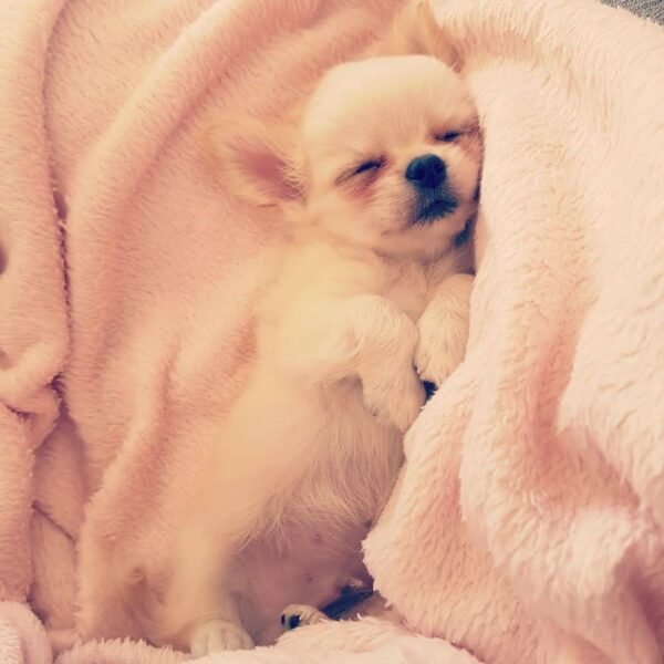 Fluffy Long Hair Chihuahua puppy Chloe sleeping soundly