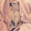 Long Hair Chihuahua puppy Chloe sleeping on a soft blanket