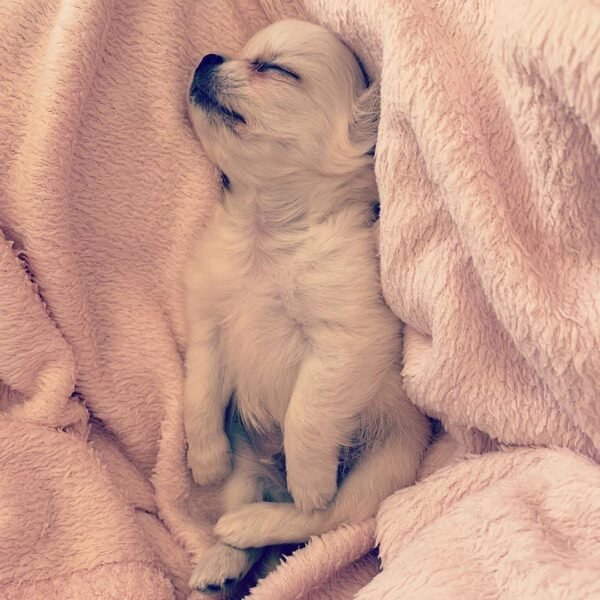 Long Hair Chihuahua puppy Chloe sleeping on a soft blanket