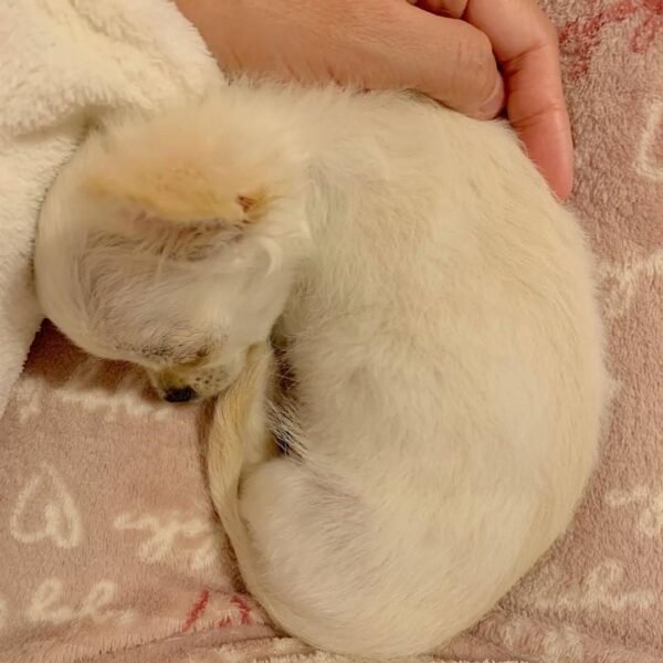 Chloe Standard Chihuahua puppy taking a peaceful nap