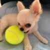 Chloe Standard Long Hair Chihuahua carrying a tennis ball in her mouth