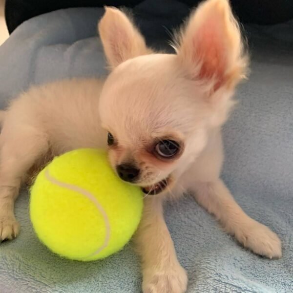 Chloe Standard Long Hair Chihuahua carrying a tennis ball in her mouth