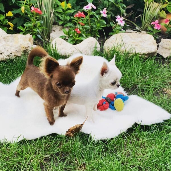 Choco standard chocolate Chihuahua puppy walking with siblings outdoors