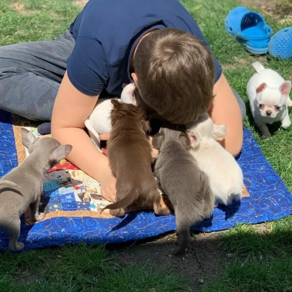 Brandon lifting Choco chocolate long coat Chihuahua puppy on green field outdoors